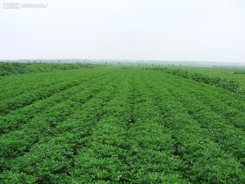 花生病蟲害防治技術(shù)