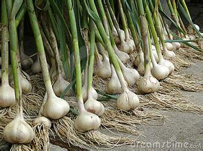 大蒜的栽種與培育新技術