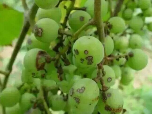 植保技術(shù)最經(jīng)典的口訣！簡單好記!