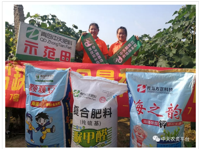 果農的歡笑——中天顆顆豆，養地保豐收