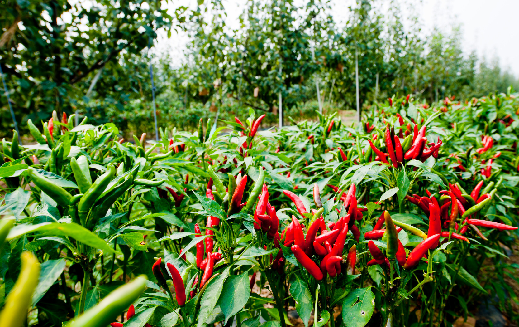 2020年各類蔬菜種植時間表！