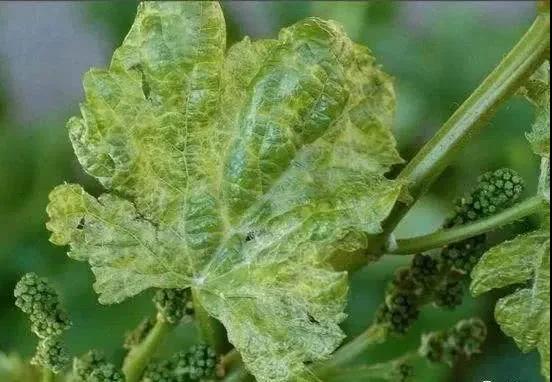 氣溫回升！各種病害來襲~真菌、細菌、病毒病區分清楚很重要！！！